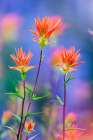 Red paintbrush-Yosemite National Park-California Art Print